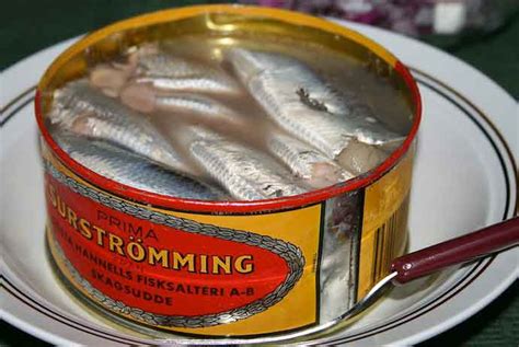 Surströmming: tasting the smelliest fish in the world